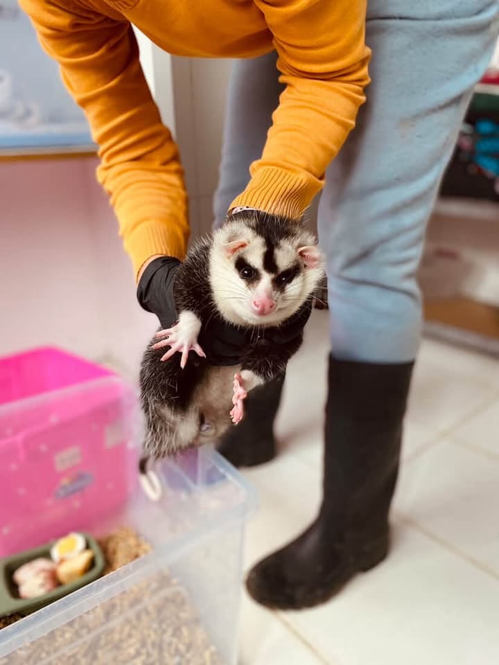 Rescate y rehabilitación de fauna silvestre