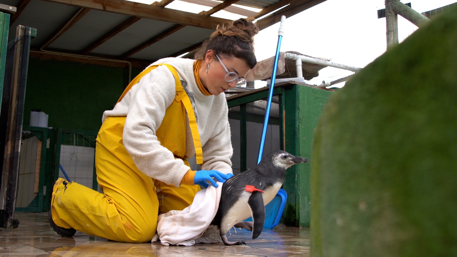 Rescate y rehabilitación de fauna silvestre